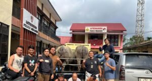 Satreskrim Polres Merangin Tangkap Tiga Pelaku Pencurian Hewan Ternak, 2 Ekor Kerbau Turut Diamankan.