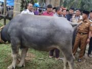 Wabup H.A Khafid Buka Festival Memantai Adat,Memotong Kerbau Secara Massal.