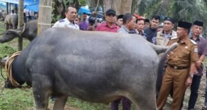 Wabup H.A Khafid Buka Festival Memantai Adat,Memotong Kerbau Secara Massal.