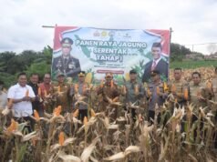 Wabup H.A Khafid Bersama Kapolres Merangin, Melaksanakan Panen Raya Jagung.