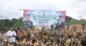 Wabup H.A Khafid Bersama Kapolres Merangin, Melaksanakan Panen Raya Jagung.