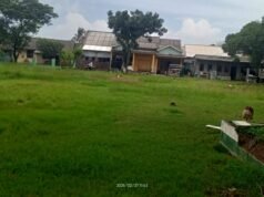 Diduga Pekerjaan Taman Desa Pantai Hurip Anggaran Tahun 2024 fiktif.
