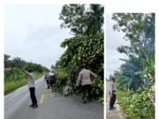 Satuan Polisi Brimob Gerak Cepat Bersihkan Pohon Tumbang Dijalan Linsum