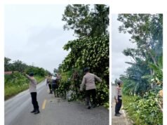 Satuan Polisi Brimob Gerak Cepat Bersihkan Pohon Tumbang Dijalan Linsum