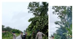 Satuan Polisi Brimob Gerak Cepat Bersihkan Pohon Tumbang Dijalan Linsum