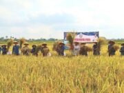 Panen Raya Padi, Bupati Pringsewu Dukung Swasembada Pangan