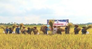 Panen Raya Padi, Bupati Pringsewu Dukung Swasembada Pangan