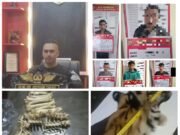 Satreskrim Polres Aceh Tengah Bekuk Lima Pelaku, Perdagangan Kulit Harimau Sumatra