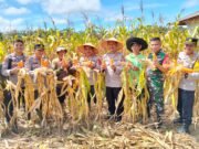 Kapolres Bungo AKBP Natalena Eko Cahyono, Memimpin Panen Raya Jagung Serentak