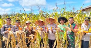Kapolres Bungo AKBP Natalena Eko Cahyono, Memimpin Panen Raya Jagung Serentak