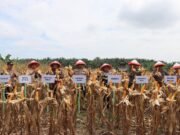 Kapolri Jenderal Listyo Sigit Hadiri Panen Raya Jagung Kuartal ll Serentak, Mendukung Swasembada Pangan