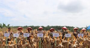 Kapolri Jenderal Listyo Sigit Hadiri Panen Raya Jagung Kuartal ll Serentak, Mendukung Swasembada Pangan