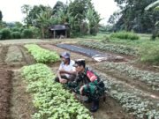 Babinsa Koramil 04/Sarolangun Bantu Petani Proses Perawatan Tanam Bayam di Desa Binaan