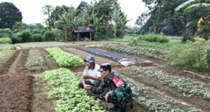 Babinsa Koramil 04/Sarolangun Bantu Petani Proses Perawatan Tanam Bayam di Desa Binaan