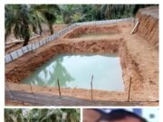 Waduh…!!! Viral Berita Proyek Kolam, Kades Karang Anyar Sapuan Tantang Ajak Balago