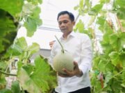 Panen Melon dan Harapan Baru untuk Petani Muda Purwakarta
