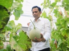 Panen Melon dan Harapan Baru untuk Petani Muda Purwakarta