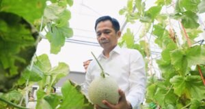 Panen Melon dan Harapan Baru untuk Petani Muda Purwakarta