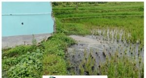 Keji dan Arogan “Skandal Prilaku Buruk MBG Plumbon: Beroperasi Tanpa Izin Limbah, Petani Jadi Tumbal Program Gizi Nasional