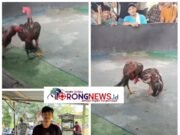 Lapor Pak Kapolsek…!!! Judi Sabung Ayam Gang Sejati ‘Kebal Hukum’ Diduga Dikelola Oknum Cepak Loreng di Tengah Gencarnya Operasi Kapolrestabes
