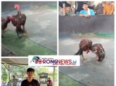 Lapor Pak Kapolsek…!!! Judi Sabung Ayam Gang Sejati ‘Kebal Hukum’ Diduga Dikelola Oknum Cepak Loreng di Tengah Gencarnya Operasi Kapolrestabes