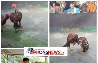 Lapor Pak Kapolsek…!!! Judi Sabung Ayam Gang Sejati ‘Kebal Hukum’ Diduga Dikelola Oknum Cepak Loreng di Tengah Gencarnya Operasi Kapolrestabes