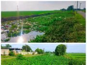 Eceng Gondok Bertumpuk dan Bau Menyengat di Irigasi Pajaten Kedungjaya. PJT Diduga Membiarkan