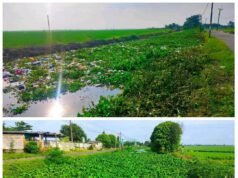 Eceng Gondok Bertumpuk dan Bau Menyengat di Irigasi Pajaten Kedungjaya. PJT Diduga Membiarkan