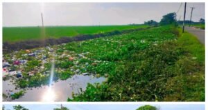 Eceng Gondok Bertumpuk dan Bau Menyengat di Irigasi Pajaten Kedungjaya. PJT Diduga Membiarkan
