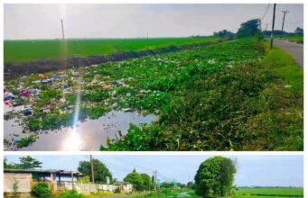 Eceng Gondok Bertumpuk dan Bau Menyengat di Irigasi Pajaten Kedungjaya. PJT Diduga Membiarkan