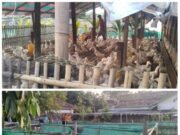 Ternak Bebek Sebanyak 1.200 Ekor di Pemukiman, Diduga Belum Miliki Izin Resmi