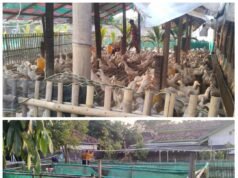 Ternak Bebek Sebanyak 1.200 Ekor di Pemukiman, Diduga Belum Miliki Izin Resmi