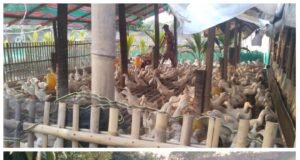 Ternak Bebek Sebanyak 1.200 Ekor di Pemukiman, Diduga Belum Miliki Izin Resmi