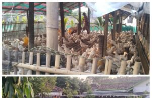 Ternak Bebek Sebanyak 1.200 Ekor di Pemukiman, Diduga Belum Miliki Izin Resmi