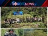 Jelang HUT Ke-81 RI, BNN Jaga Bangsa Dari Narkotika Dengan Memusnahkan 12 Hektare Lahan Ganja