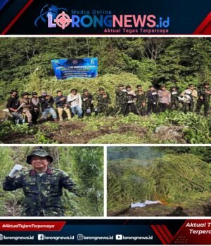 Jelang HUT Ke-81 RI, BNN Jaga Bangsa Dari Narkotika Dengan Memusnahkan 12 Hektare Lahan Ganja
