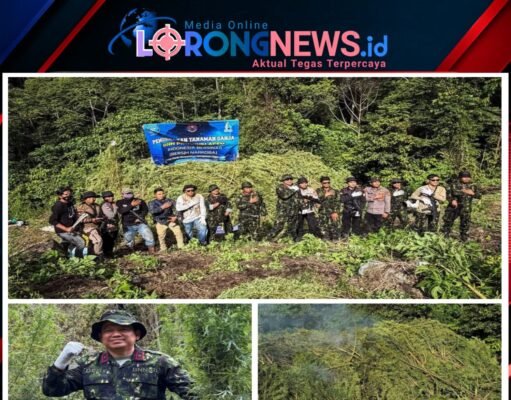 Jelang HUT Ke-81 RI, BNN Jaga Bangsa Dari Narkotika Dengan Memusnahkan 12 Hektare Lahan Ganja